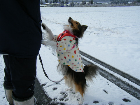 雪！！待ってました。