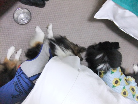 それぞれの寛ぎ方