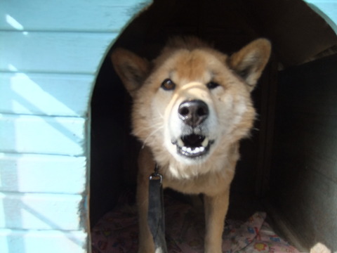 この犬！！凶暴につき・・・