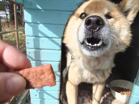 この犬！！凶暴につき・・・