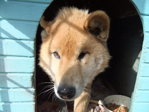 この犬！！凶暴につき・・・