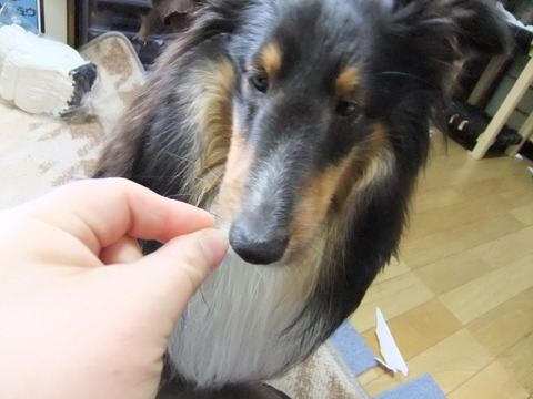 この犬！！凶暴につき・・・