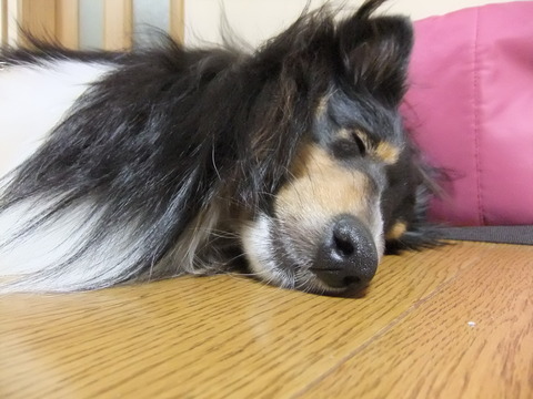 ばくだん！！