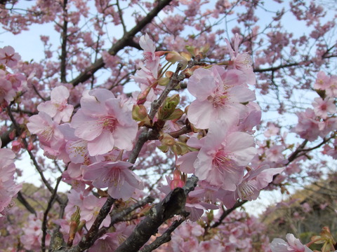 桜・さくら・サクラ♡