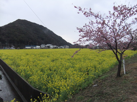 桜・さくら・サクラ♡