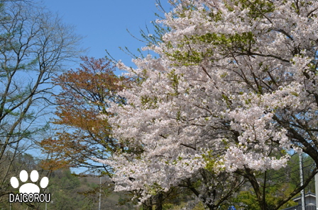 軽井沢　湯川　２０１１　その２