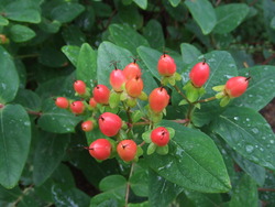 我が家の花たち