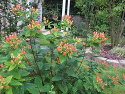 我が家の花たち