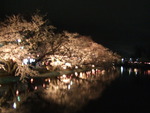臥竜公園の夜桜、そして「かつゆう」