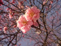 春ですねェ