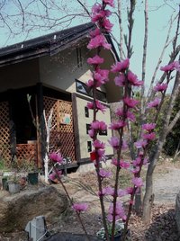 花桃
