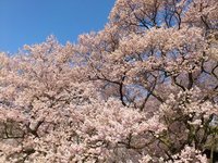 高遠城址公園　高遠さくら祭り