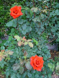 またまた薔薇の話ですが...