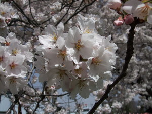桜！さくら！サクラ！