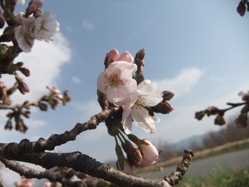 アークスの桜