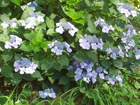 紫陽花