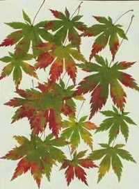 ことしも紅葉が楽しみ♪