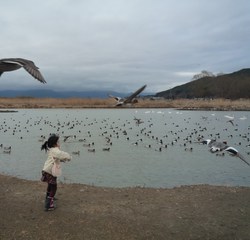 御宝田　～白鳥飛来地～