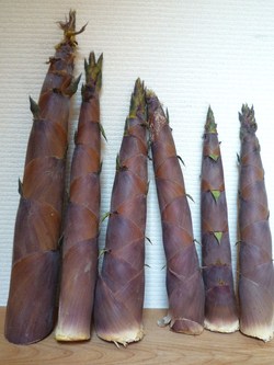照れ屋のあいつ
