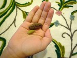 ブレンドの秘密