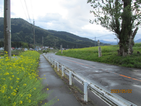 見頃が過ぎた菜の花