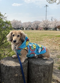 地震と桜とラッキ一U^ェ^U♪