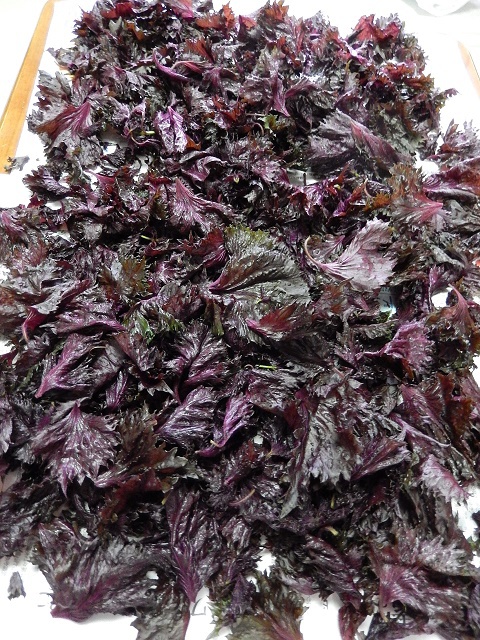 伊織 智佳子 Fm Nagano パーソナリティーダイアリー シソ科に囲まれて