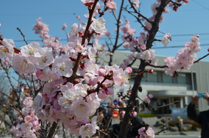 ふれあい情報館前のあ公園のあんずの花