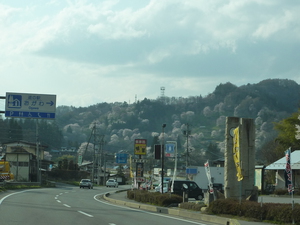 yamasakura　山桜