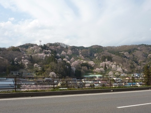 山桜満開