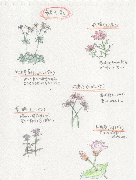 Gardenstaff日記 秋の和花