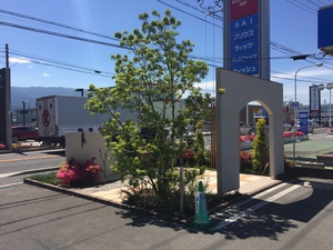 展示場のソヨゴが花を咲かせました！