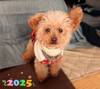 新年おめでとうございます