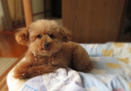 バラの季節です