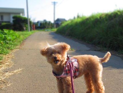可愛さに負けて・・・