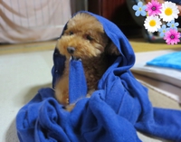 うちの子記念日でした