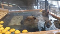 今日限定 カピバラ温泉 ゆず湯♪