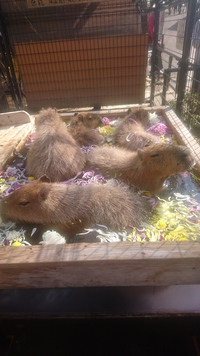 カピバラ温泉 華の湯☆菊風呂☆