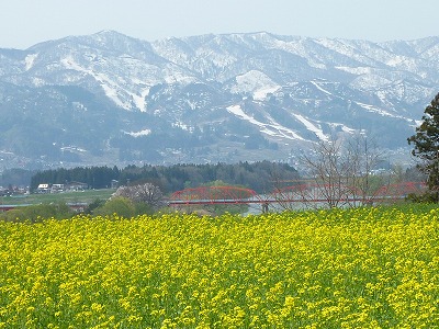 春ですね