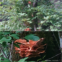 紅葉、初めの一歩あたりでしょうか？