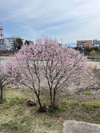 昨日から一気に気温が上がって近所の桜が咲き始めました。毎年恒例…