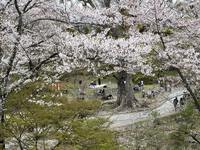 先週、日曜日の小諸で今年の桜見物も終わりかな。最後に懐古園と飯…