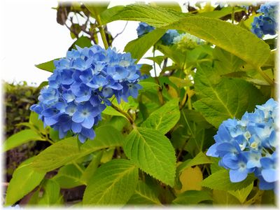 梅雨に似合う紫陽花