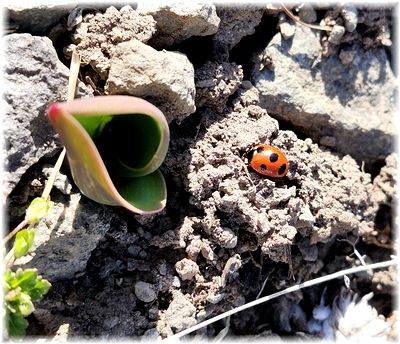 てんとうむしと春の芽吹き