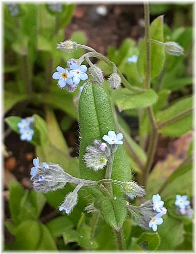 連休後の庭の花々