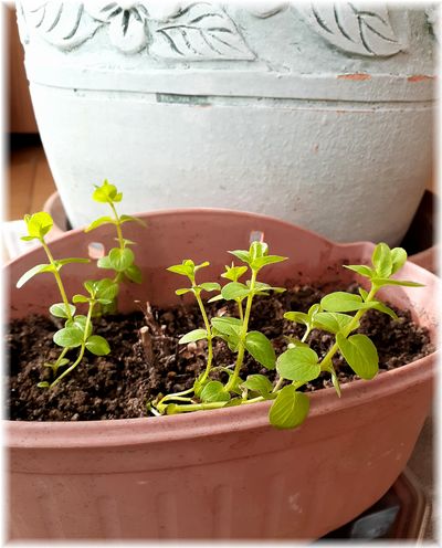 ひなたぼっこの花々