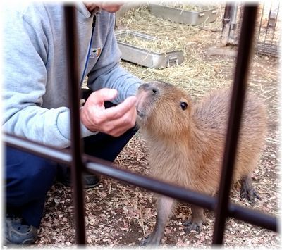 カピバラ温泉