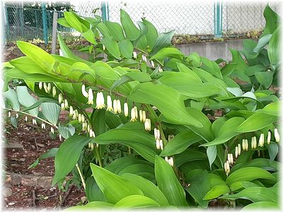 5月の中央公園