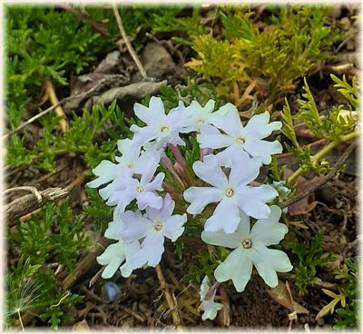 連休後の庭の花々