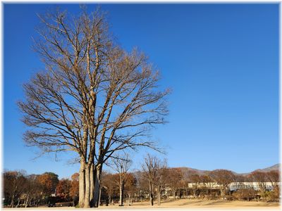 中央公園の大木